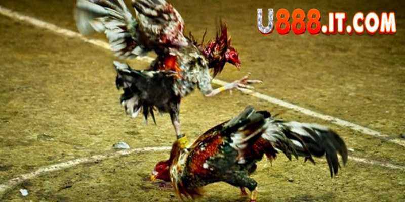 Đá gà cựa dao U888: Chứng kiến những trận chiến gay cấn 3 Sẽ không có bất kỳ hành vi gian lận trong đá gà tại đây