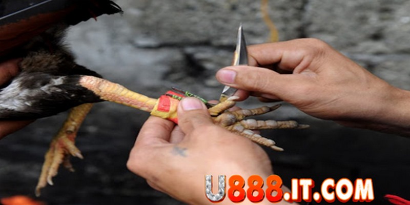 Đá gà cựa dao U888: Chứng kiến những trận chiến gay cấn 4 Tài Xỉu trong đá gà gắn dao rất được nhiều người tham gia