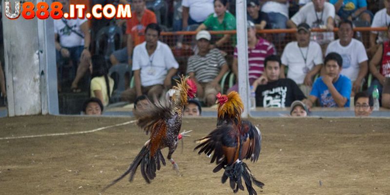 Đá Gà Mỹ - Cá Cược Hấp Dẫn Với Những Trận Đấu Kịch Tính 4 Nắm chắc kiến thức trong thi đấu đá gà Mỹ