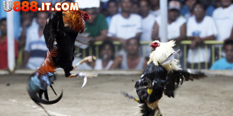 Đá Gà Mỹ - Cá Cược Hấp Dẫn Với Những Trận Đấu Kịch Tính 3 Nhìn nhận thành tích để dự đoán chính xác hơn