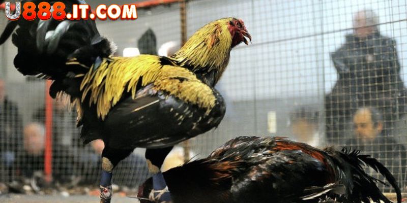 Đá Gà Mỹ - Cá Cược Hấp Dẫn Với Những Trận Đấu Kịch Tính 2 Tổng hợp của những trận đá gà Mỹ siêu đặc sắc