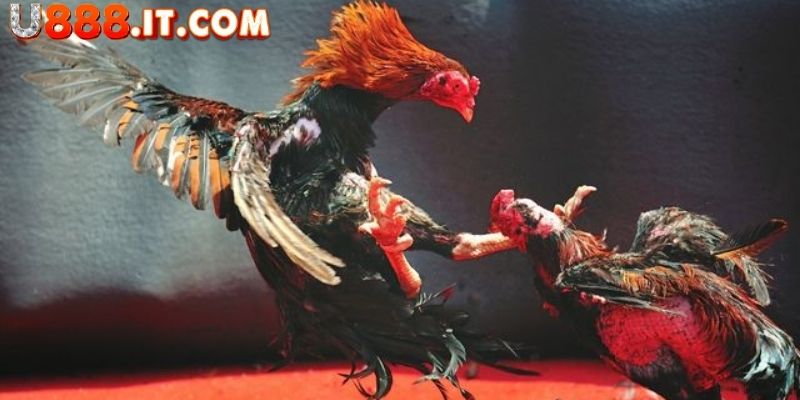 Đá Gà Philippines Tại U888 - Mãn Nhãn Với Trận Đấu Hấp Dẫn 3 Đặt cược cùng đá gà Philippines