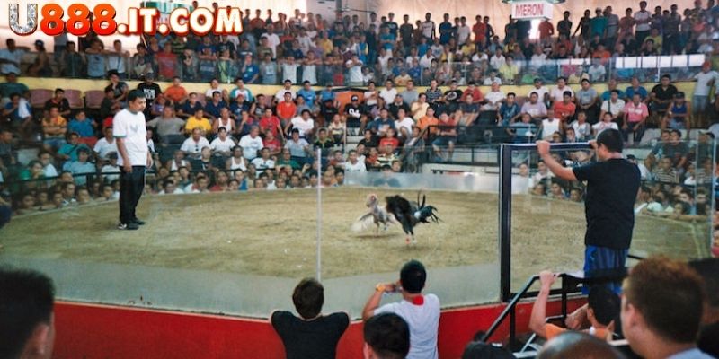 Đá Gà Philippines Tại U888 - Mãn Nhãn Với Trận Đấu Hấp Dẫn 2 Trận đá gà tại Philippines mang đến trải nghiệm thú vị