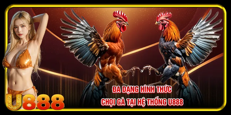 Đá Gà U888 - Tụ Điểm Cá Cược Hàng Đầu Châu Á Dành Cho Sư Kê 2025 4 Đa dạng hình thức chọi tại hệ thống đá gà U888